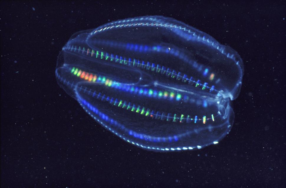 Creatura marină care întinerește dacă este stresată: „Ca și cum s-ar întoarce în timp”. În Marea Neagră este „specie invazivă” 918579