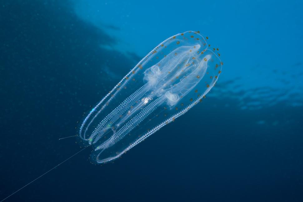 Creatura marină care întinerește dacă este stresată: „Ca și cum s-ar întoarce în timp”. În Marea Neagră este „specie invazivă” 918580