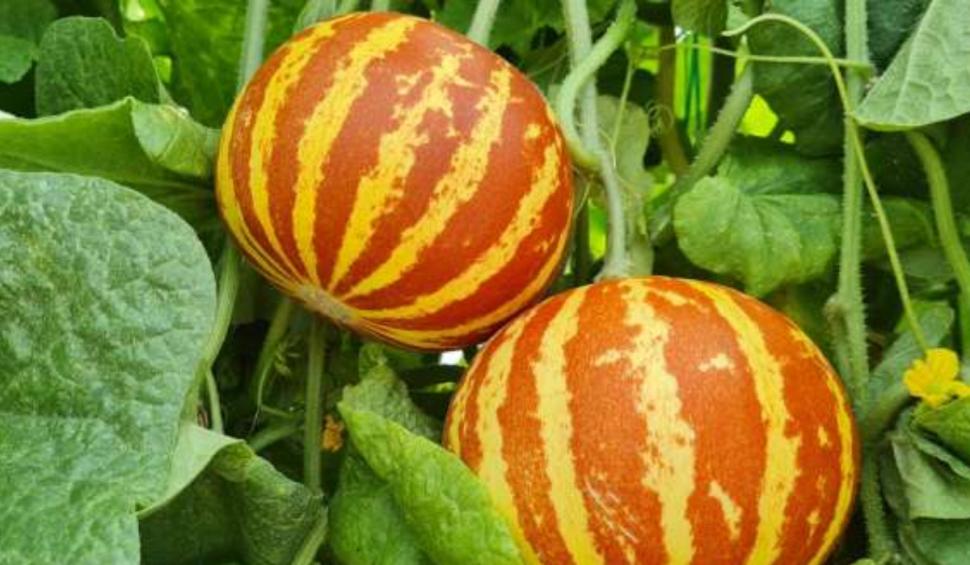 „Poate fi folosit şi ca odorizant natural”: Cum arată pepenele exotic cu gust de miere și înghețată care a fost aclimatizat în România 919589