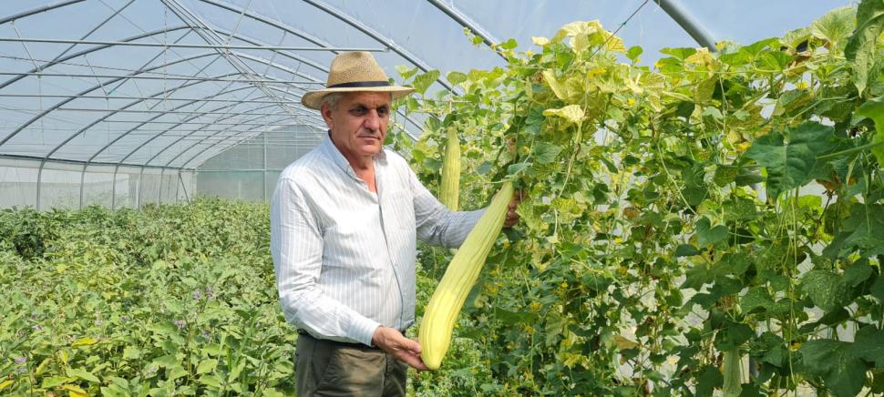 „Poate fi folosit şi ca odorizant natural”: Cum arată pepenele exotic cu gust de miere și înghețată care a fost aclimatizat în România 919590