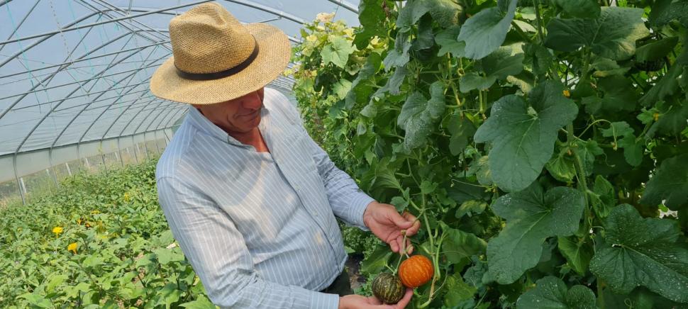 „Poate fi folosit şi ca odorizant natural”: Cum arată pepenele exotic cu gust de miere și înghețată care a fost aclimatizat în România 919591