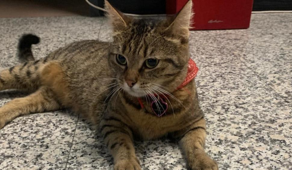 Vasi, pisica mascotă a Aeroportului Otopeni, a dispărut. Angajaţii fac apel la cetăţeni pentru a o găsi 919805