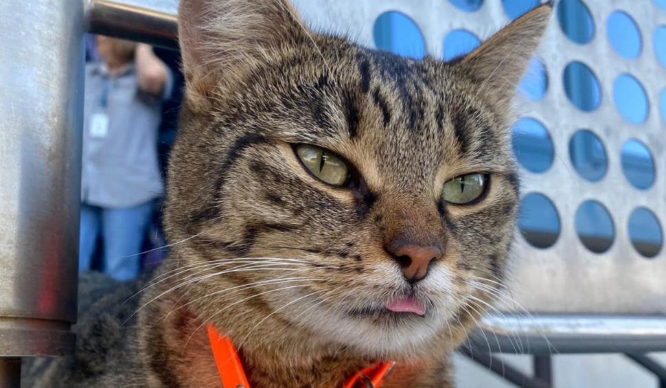 Vasi, pisica mascotă a Aeroportului Otopeni, a dispărut. Angajaţii fac apel la cetăţeni pentru a o găsi 919806