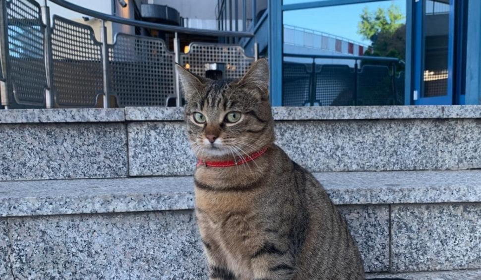 Vasi, pisica mascotă a Aeroportului Otopeni, a dispărut. Angajaţii fac apel la cetăţeni pentru a o găsi 919807
