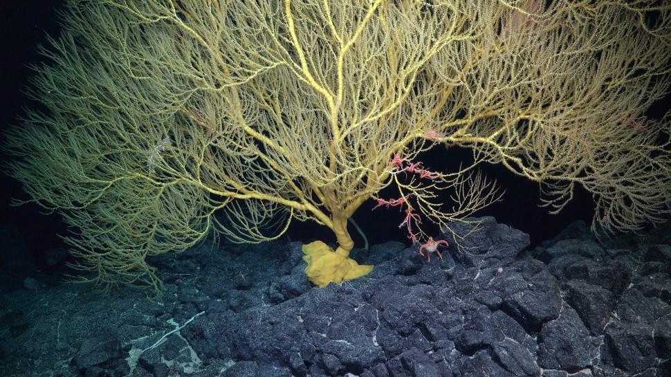 A fost descoperit un munte subacvatic înalt cât patru turnuri Burj Khalifa: Imagini rare cu „monștri spaghetti” și caracatița „Casper” 920086