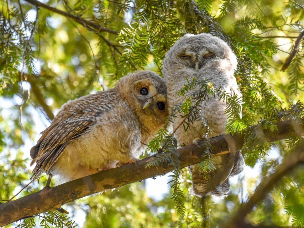 Cele mai frumoase fotografii cu animale sălbatice din 2024. Una dintre ele este făcută de un băiat român de 11 ani  920160