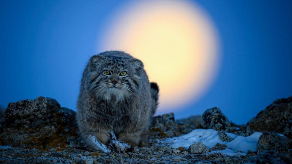 Cele mai frumoase fotografii cu animale sălbatice din 2024. Una dintre ele este făcută de un băiat român de 11 ani  920161