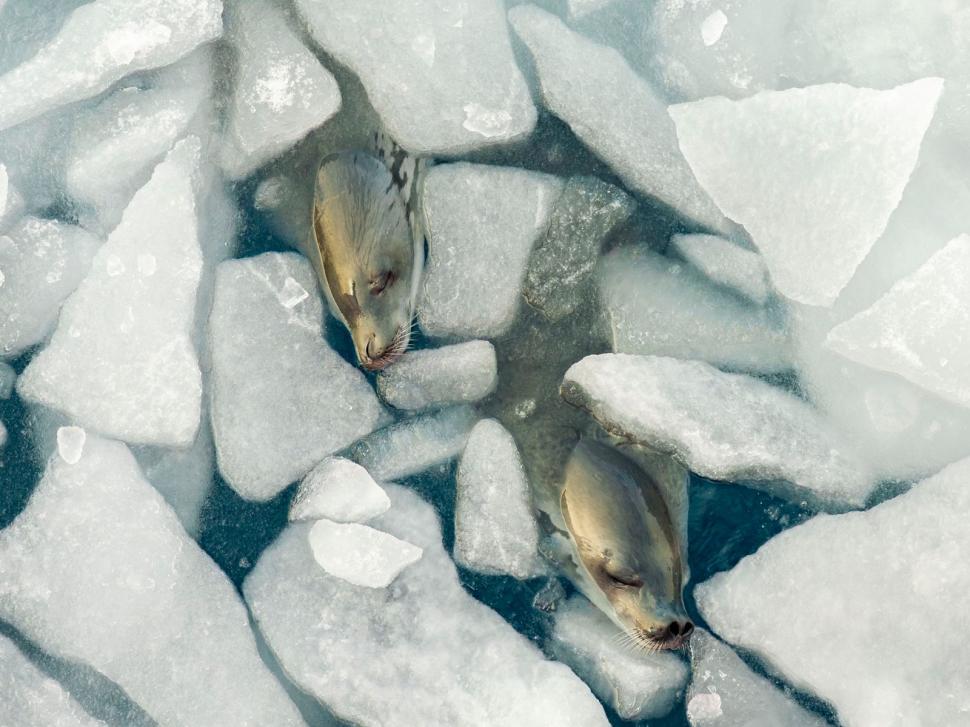 Cele mai frumoase fotografii cu animale sălbatice din 2024. Una dintre ele este făcută de un băiat român de 11 ani  920162
