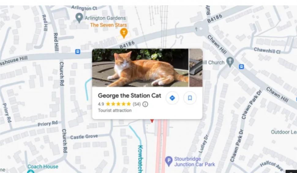 Cine este George, motanul influencer-filantrop care lucrează într-o gară din Marea Britanie şi are un pin pe Google Maps 920453