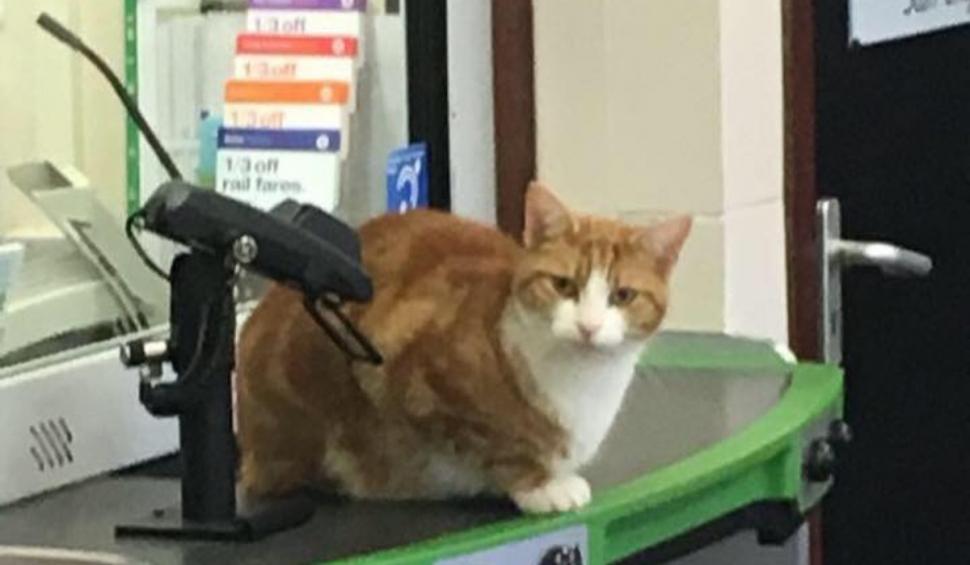 Cine este George, motanul influencer-filantrop care lucrează într-o gară din Marea Britanie şi are un pin pe Google Maps 920454