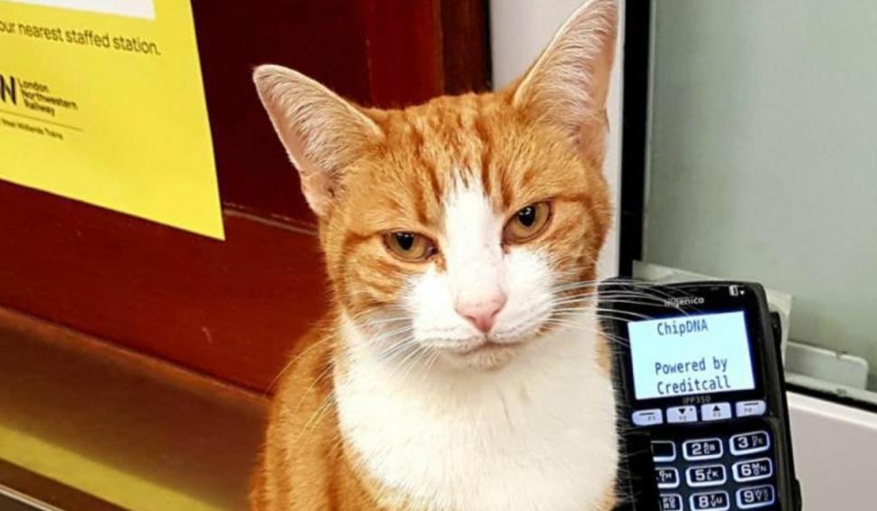 Cine este George, motanul influencer-filantrop care lucrează într-o gară din Marea Britanie şi are un pin pe Google Maps 920455