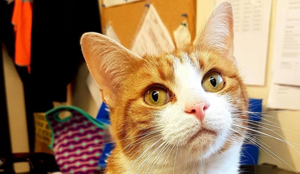 Cine este George, motanul influencer-filantrop care lucrează într-o gară din Marea Britanie şi are un pin pe Google Maps 920456