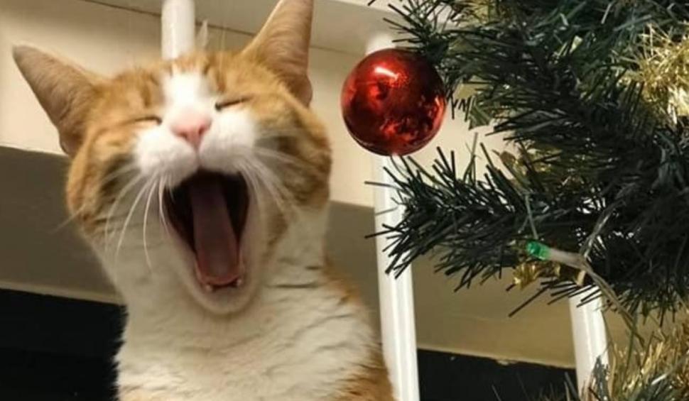 Cine este George, motanul influencer-filantrop care lucrează într-o gară din Marea Britanie şi are un pin pe Google Maps 920457