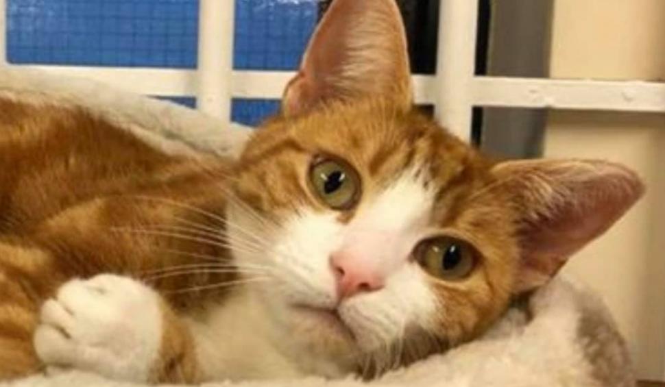 Cine este George, motanul influencer-filantrop care lucrează într-o gară din Marea Britanie şi are un pin pe Google Maps 920458