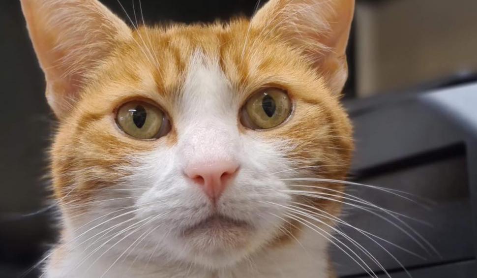 Cine este George, motanul influencer-filantrop care lucrează într-o gară din Marea Britanie şi are un pin pe Google Maps 920459