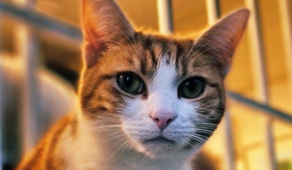 Cine este George, motanul influencer-filantrop care lucrează într-o gară din Marea Britanie şi are un pin pe Google Maps 920460