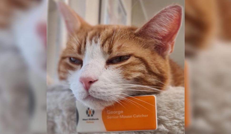 Cine este George, motanul influencer-filantrop care lucrează într-o gară din Marea Britanie şi are un pin pe Google Maps 920461