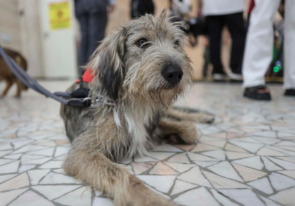 Șase cățeluși încearcă să-și găsească o familie la BIAS 2024. Piloții îi îndeamnă pe oameni să-i adopte 920361