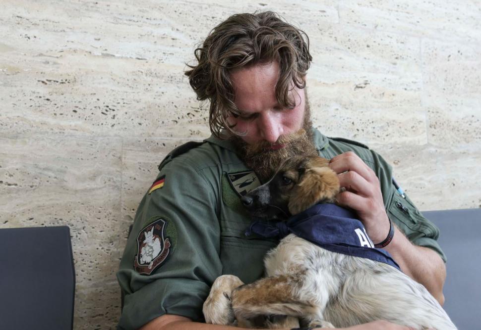 Șase cățeluși încearcă să-și găsească o familie la BIAS 2024. Piloții îi îndeamnă pe oameni să-i adopte 920362