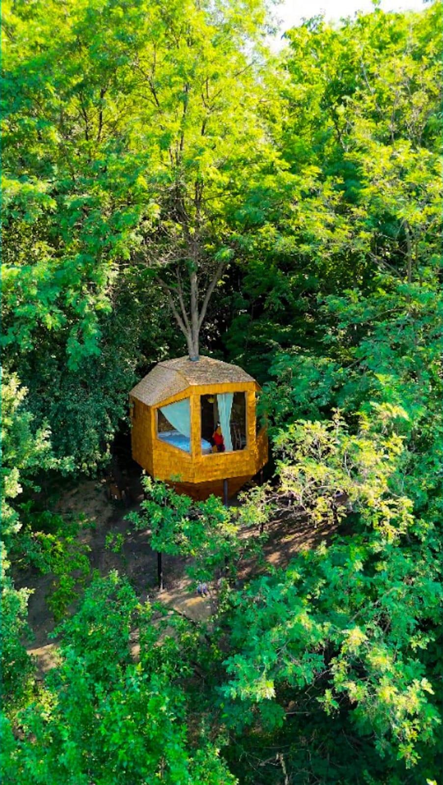 Căsuța din copac care a ajuns virală pe internet: Doi soți, corporatiști din București, au construit „Cuibul” într-un sat din Prahova 919651