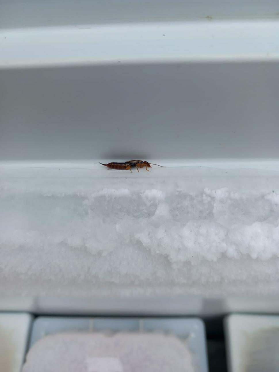 34 de tone de alimente congelate din magazinele din România nu sunt conforme. ANPC a retras de la vânzare peste 27 de tone de produse 921572