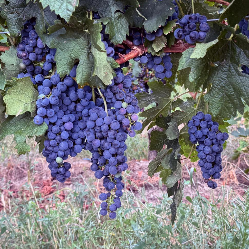 Povestea românului care are o cramă boutique de doar 2 ani și a câștigat aur şi argint la cel mai mare concurs de vinuri din Europa 921481