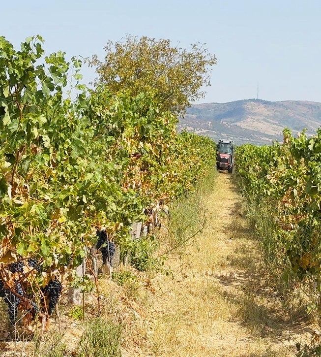 Povestea românului care are o cramă boutique de doar 2 ani și a câștigat aur şi argint la cel mai mare concurs de vinuri din Europa 921482