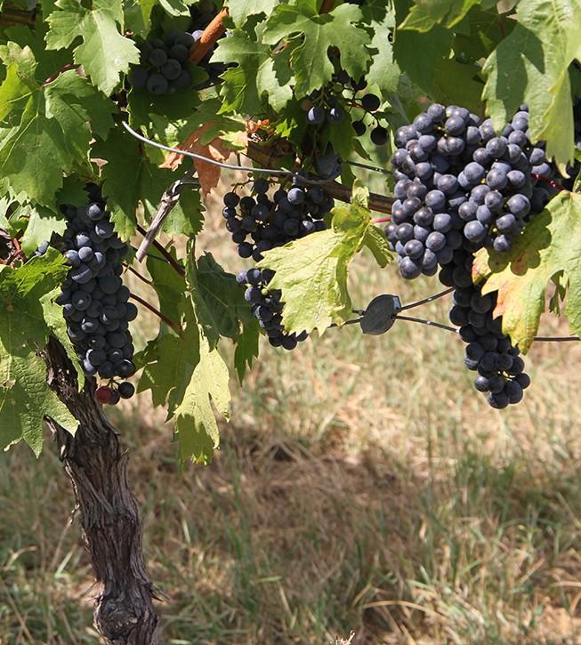 Povestea românului care are o cramă boutique de doar 2 ani și a câștigat aur şi argint la cel mai mare concurs de vinuri din Europa 921483