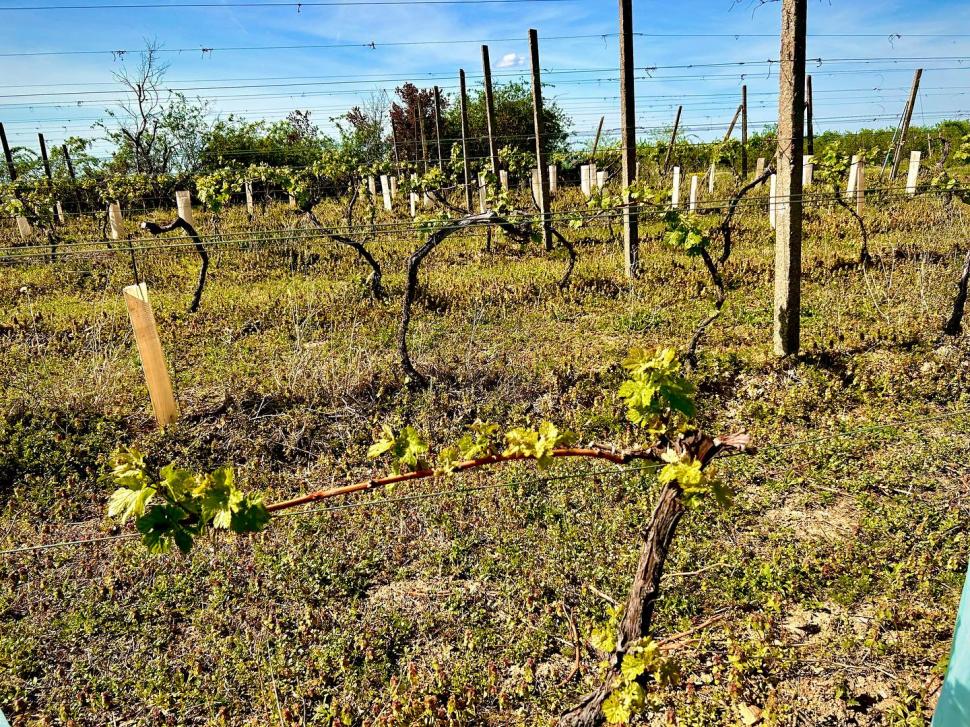 Povestea românului care are o cramă boutique de doar 2 ani și a câștigat aur şi argint la cel mai mare concurs de vinuri din Europa 921484