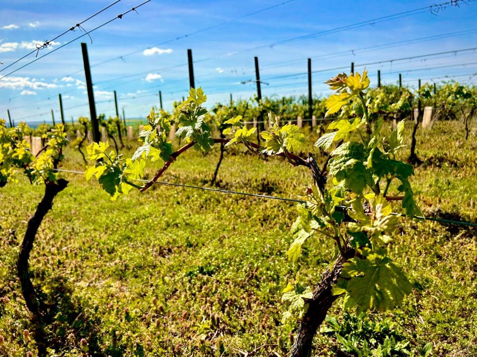 Povestea românului care are o cramă boutique de doar 2 ani și a câștigat aur şi argint la cel mai mare concurs de vinuri din Europa 921485