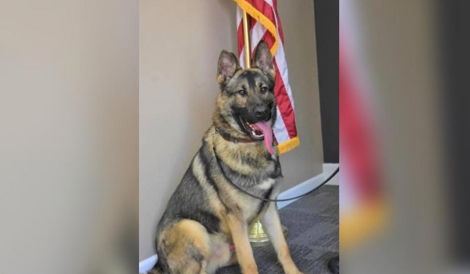 Un câine poliţist a murit din cauza căldurii după ce a fost lăsat în autospeciala de poliţie de stăpânul său 922273