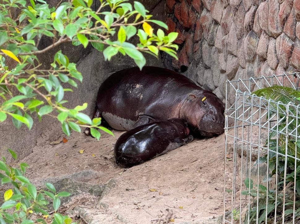 Frenezie generală în Thailanda după ce s-a născut Moo Deng, un pui de hipopotam pigmeu. Însă celebritatea vine cu un preț 922834
