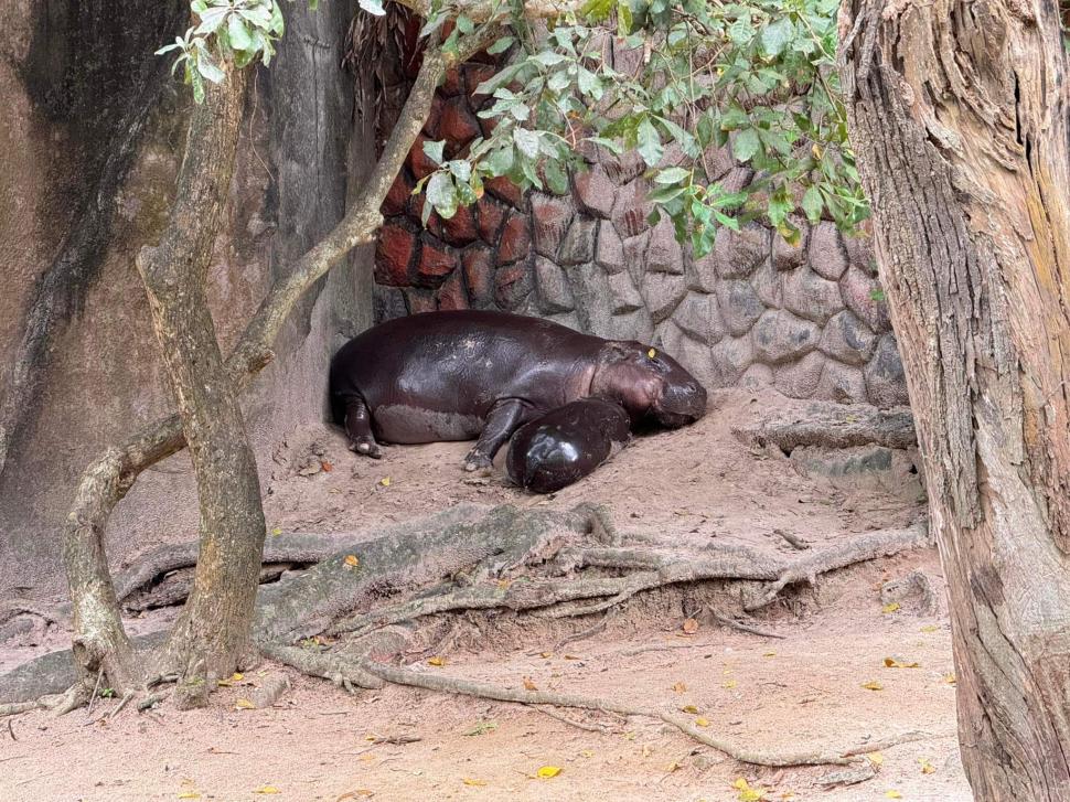 Frenezie generală în Thailanda după ce s-a născut Moo Deng, un pui de hipopotam pigmeu. Însă celebritatea vine cu un preț 922835
