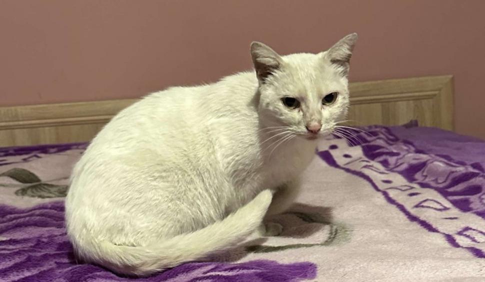 Povestea pisicii Maya, pierdută acum 5 ani şi gasită de stăpână după o postare pe Facebook: „Miracolele există" 922981