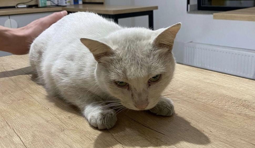 Povestea pisicii Maya, pierdută acum 5 ani şi gasită de stăpână după o postare pe Facebook: „Miracolele există" 922983