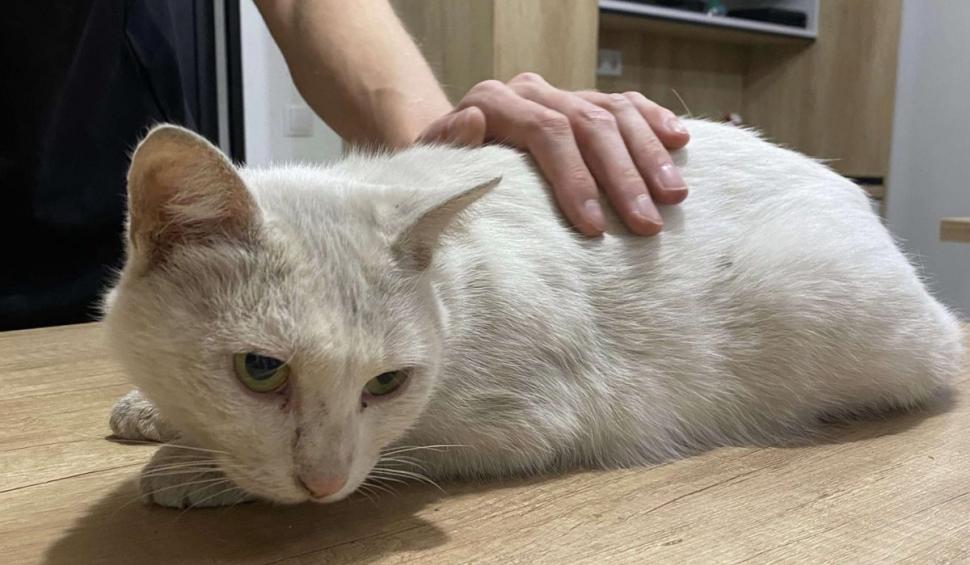 Povestea pisicii Maya, pierdută acum 5 ani şi gasită de stăpână după o postare pe Facebook: „Miracolele există" 922984