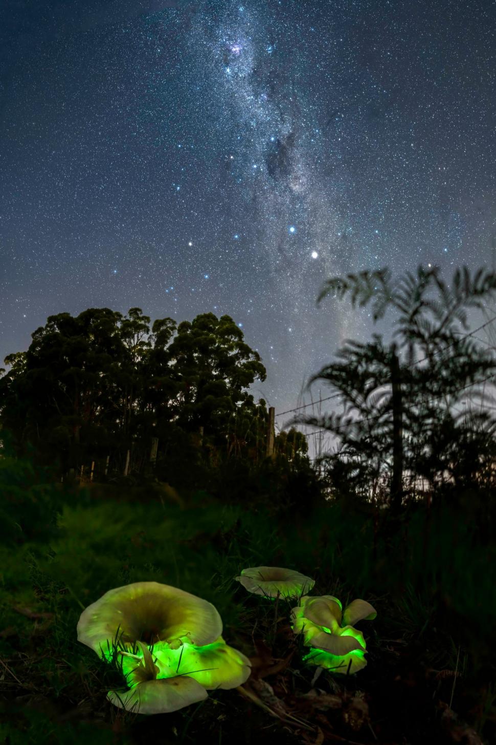 „Absolut magic": Un duo luminos rar, cu o broască de copac și o ciupercă fantomă, surprinse de un fotograf într-o pădure de pini 923389