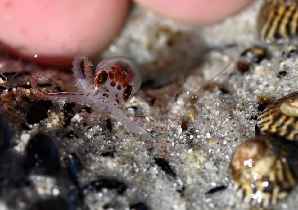 „Absolut magic": Un duo luminos rar, cu o broască de copac și o ciupercă fantomă, surprinse de un fotograf într-o pădure de pini 923391