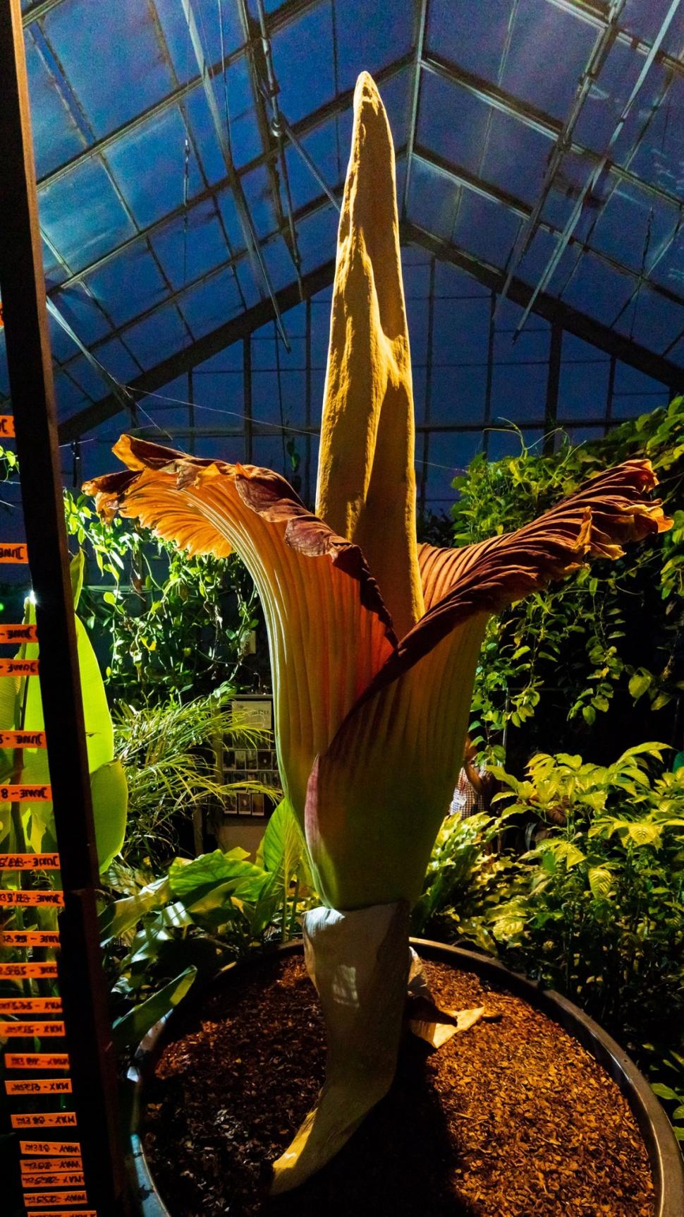 „Miroase ca o pubelă cu resturi de mâncare": Cum arată și ce au aflat cercetătorii, până acum, despre „planta cadavru” uriașă 923837