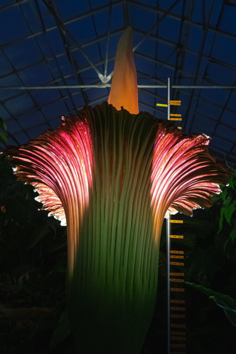 „Miroase ca o pubelă cu resturi de mâncare": Cum arată și ce au aflat cercetătorii, până acum, despre „planta cadavru” uriașă 923838