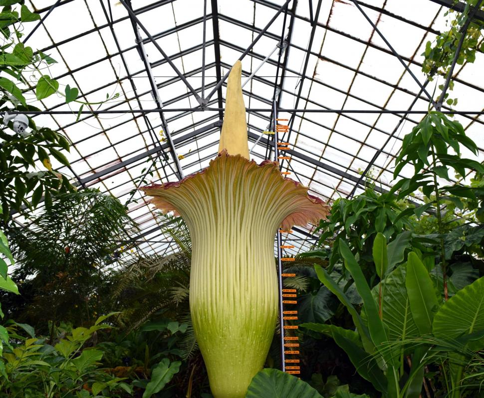 „Miroase ca o pubelă cu resturi de mâncare": Cum arată și ce au aflat cercetătorii, până acum, despre „planta cadavru” uriașă 923842