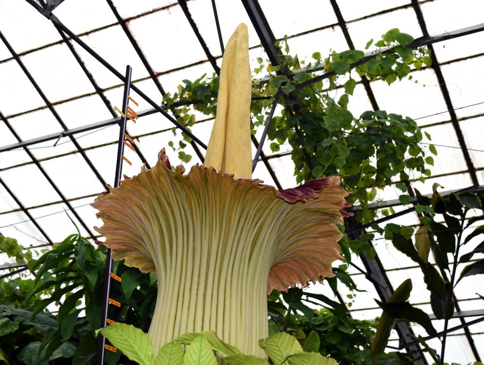 „Miroase ca o pubelă cu resturi de mâncare": Cum arată și ce au aflat cercetătorii, până acum, despre „planta cadavru” uriașă 923843