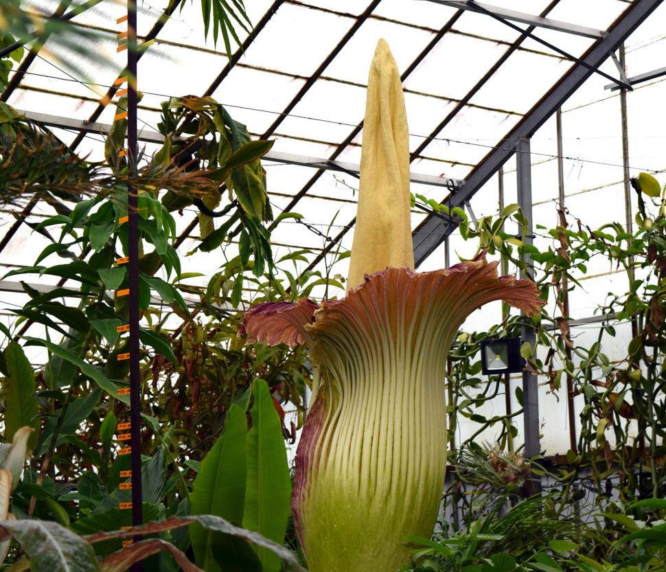 „Miroase ca o pubelă cu resturi de mâncare": Cum arată și ce au aflat cercetătorii, până acum, despre „planta cadavru” uriașă 923844