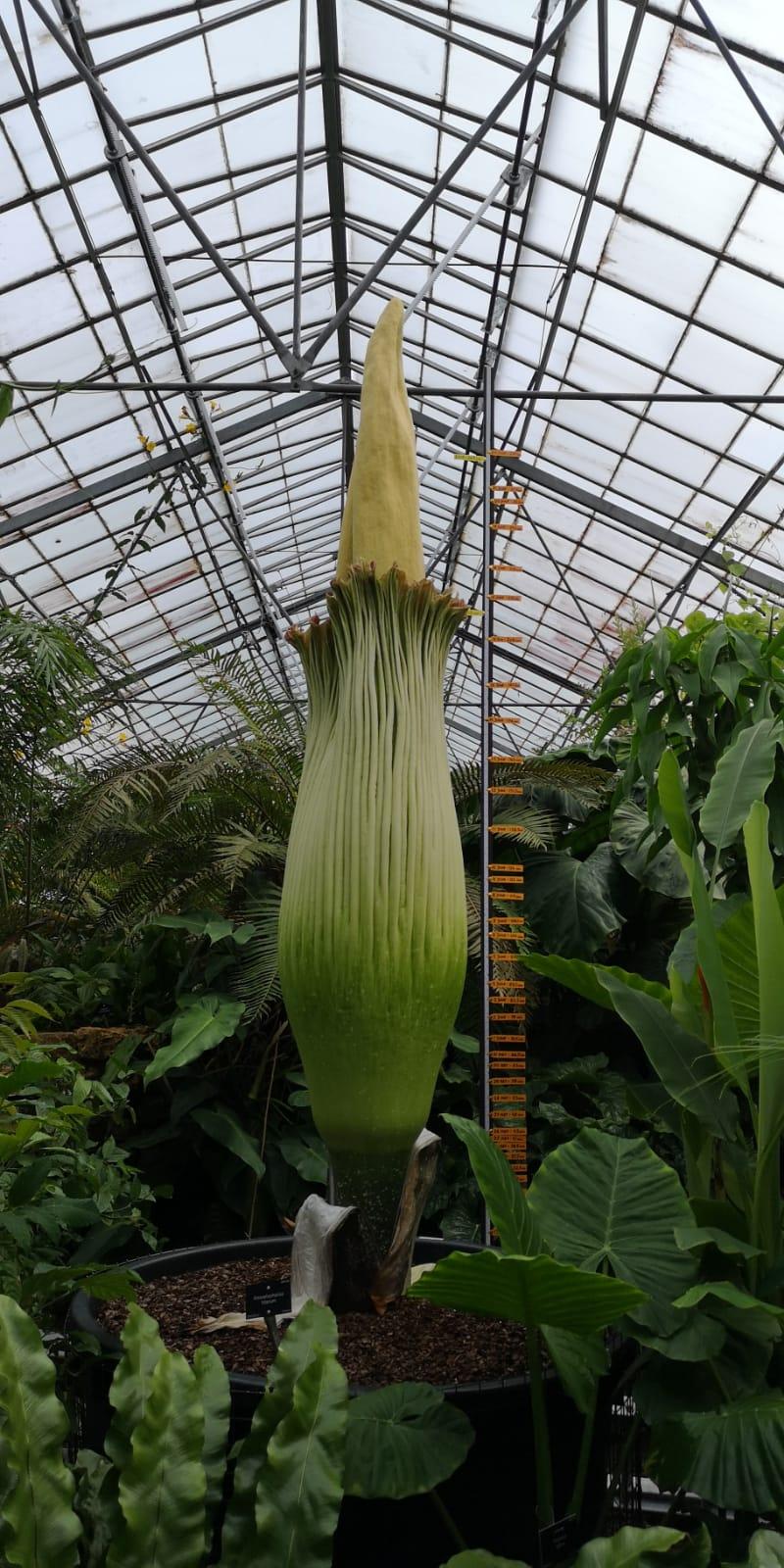 „Miroase ca o pubelă cu resturi de mâncare": Cum arată și ce au aflat cercetătorii, până acum, despre „planta cadavru” uriașă 923845