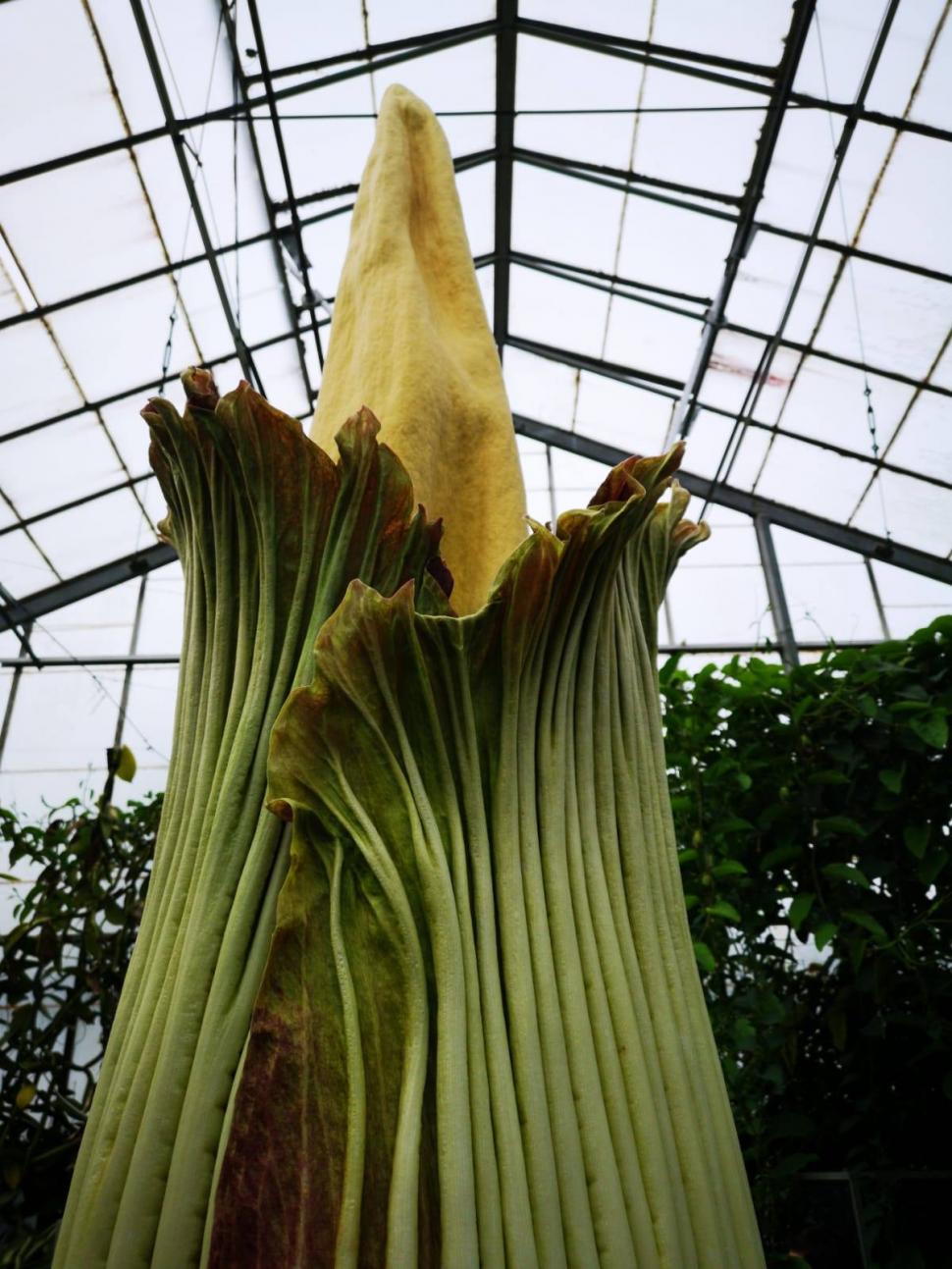 „Miroase ca o pubelă cu resturi de mâncare": Cum arată și ce au aflat cercetătorii, până acum, despre „planta cadavru” uriașă 923846