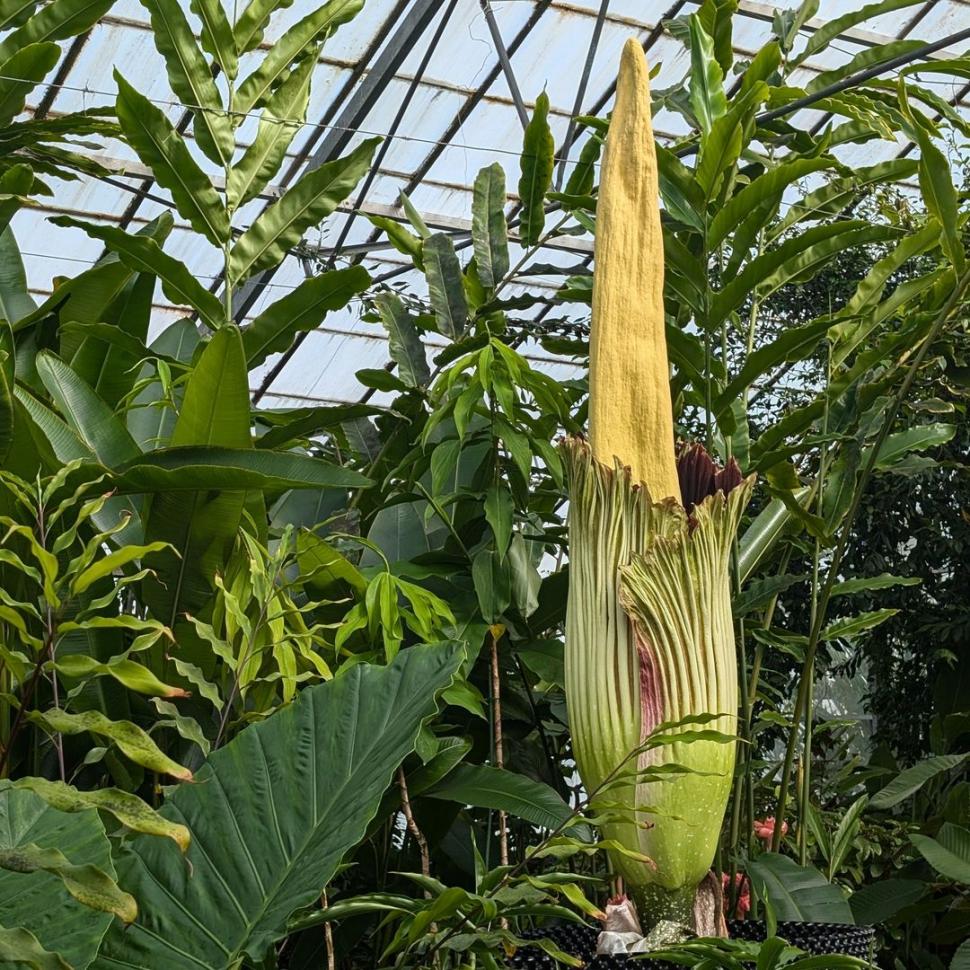 „Miroase ca o pubelă cu resturi de mâncare": Cum arată și ce au aflat cercetătorii, până acum, despre „planta cadavru” uriașă 923847