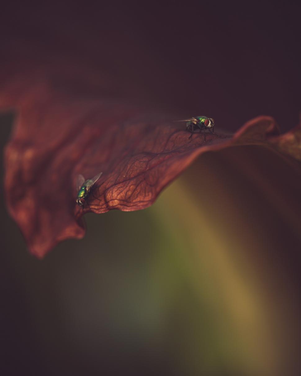 „Miroase ca o pubelă cu resturi de mâncare": Cum arată și ce au aflat cercetătorii, până acum, despre „planta cadavru” uriașă 923848