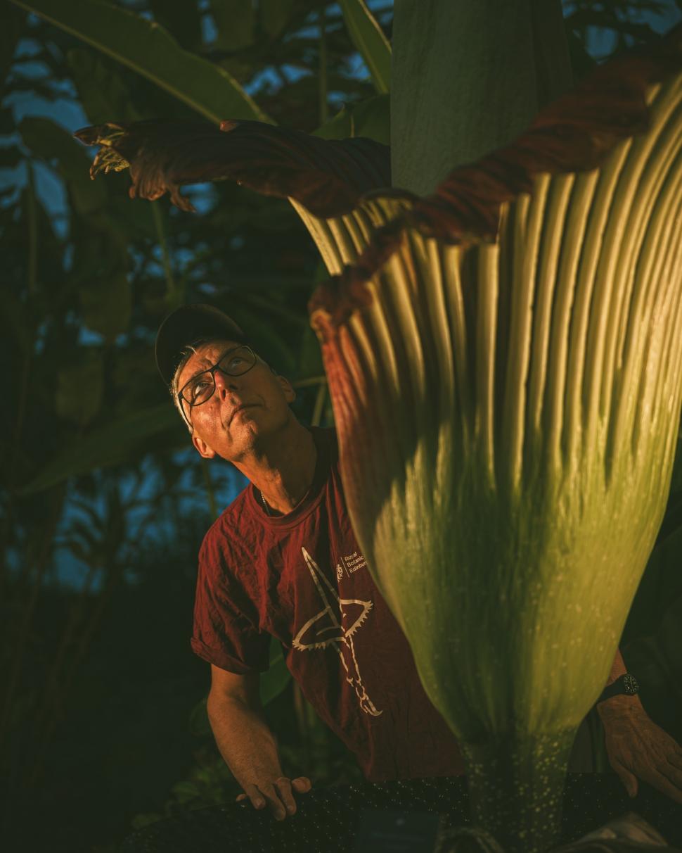 „Miroase ca o pubelă cu resturi de mâncare": Cum arată și ce au aflat cercetătorii, până acum, despre „planta cadavru” uriașă 923849