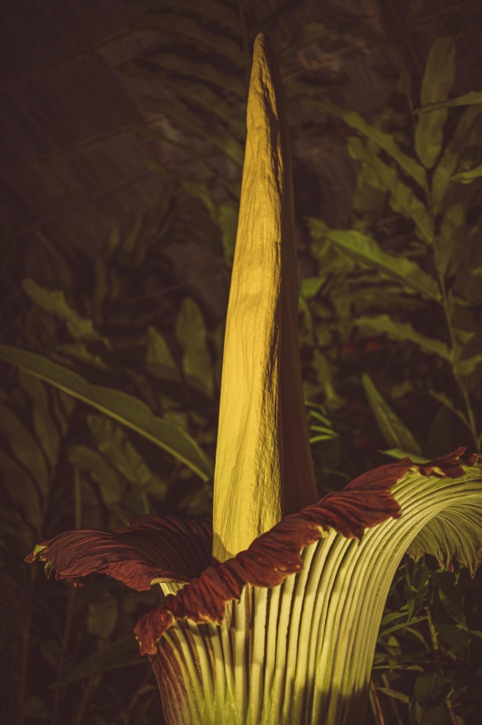 „Miroase ca o pubelă cu resturi de mâncare": Cum arată și ce au aflat cercetătorii, până acum, despre „planta cadavru” uriașă 923850