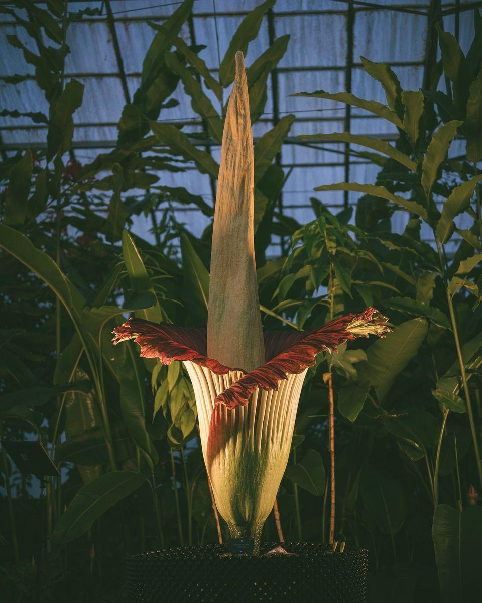 „Miroase ca o pubelă cu resturi de mâncare": Cum arată și ce au aflat cercetătorii, până acum, despre „planta cadavru” uriașă 923851